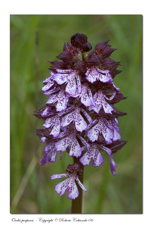 Orchis morio e Orchis purpurea